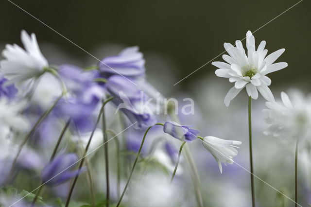 Blauwe anemoon (Anemone apennina)