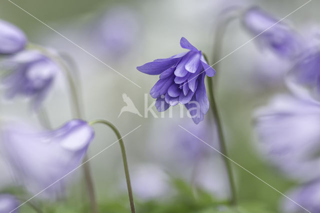 Blauwe anemoon (Anemone apennina)