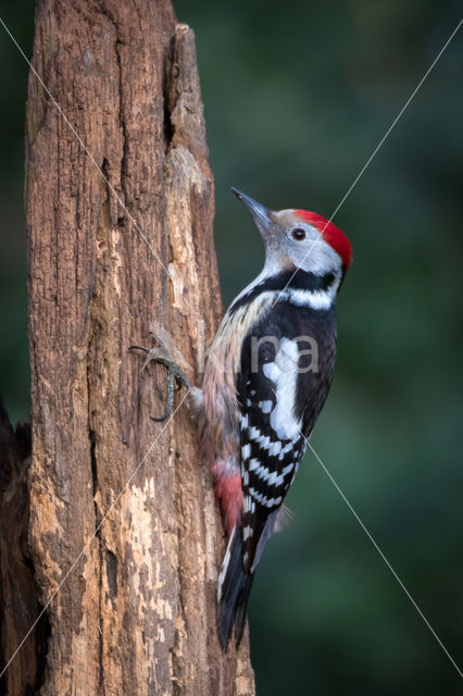 Middelste Bonte Specht (Dendrocopos medius)