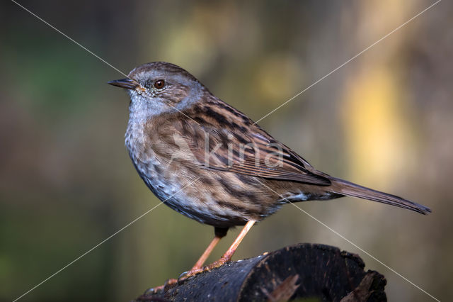 Dunnock