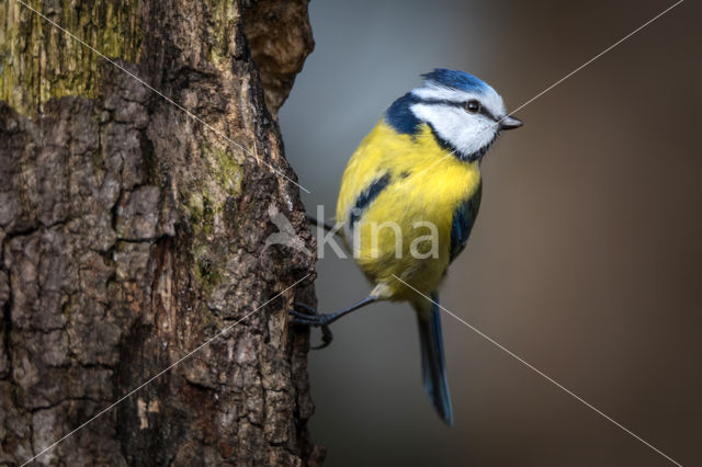 Blue Tit (Parus caeruleus)