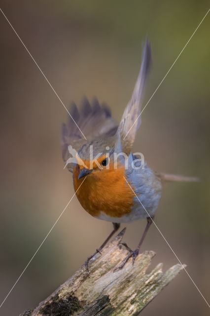 European Robin (Erithacus rubecula)