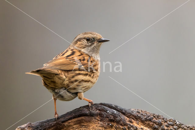 Dunnock