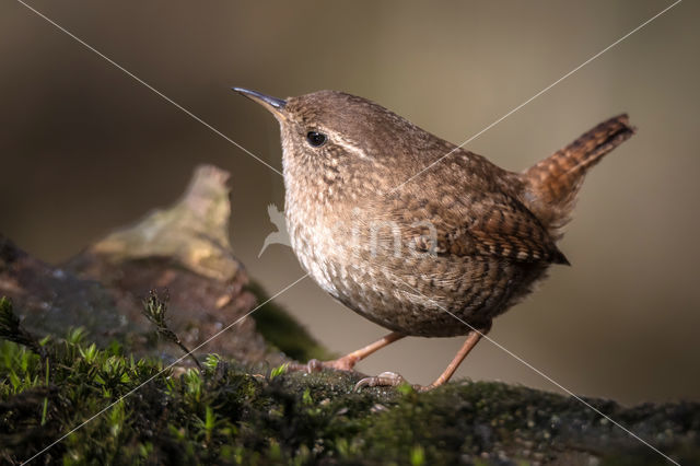 Winterkoning (Troglodytes troglodytes)