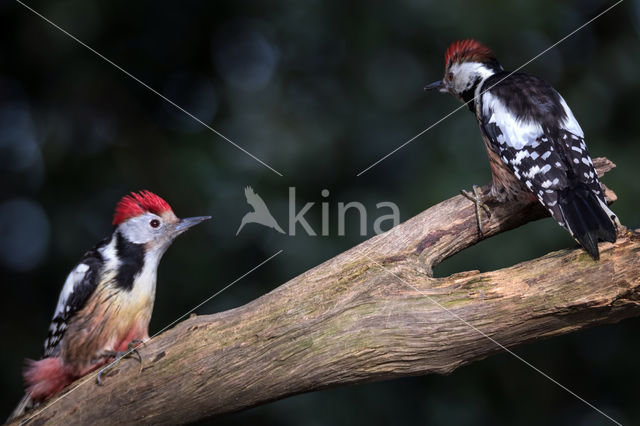 Middelste Bonte Specht (Dendrocopos medius)