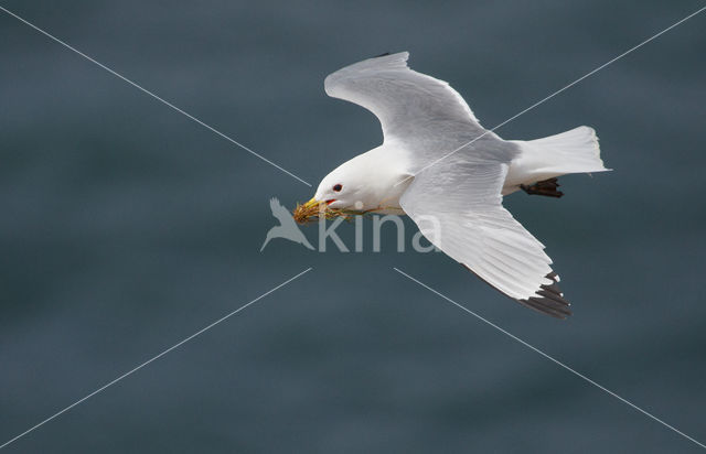 Black-legged Kittiwake (Rissa tridactyla)