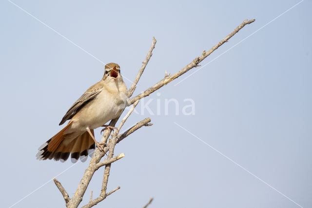 Rufous-tailed Scrub-Robin (Erythropygia galactotes)