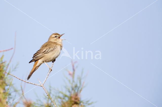 Rufous-tailed Scrub-Robin (Erythropygia galactotes)