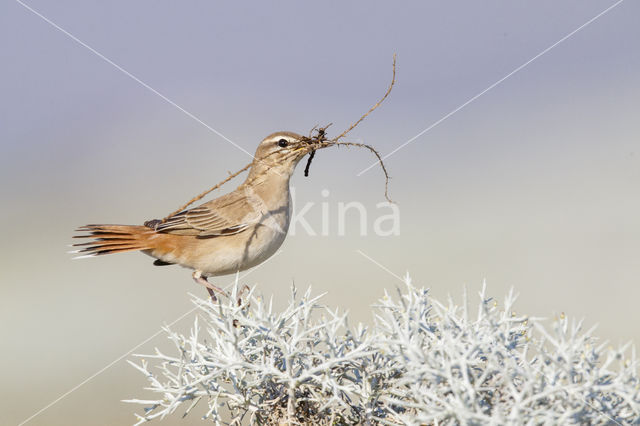 Rufous-tailed Scrub-Robin (Erythropygia galactotes)