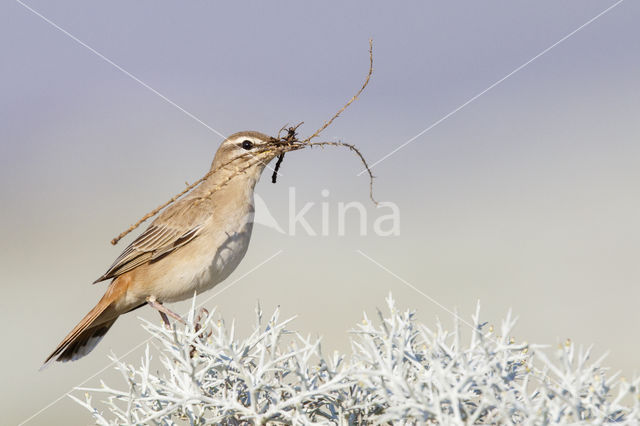 Rufous-tailed Scrub-Robin (Erythropygia galactotes)