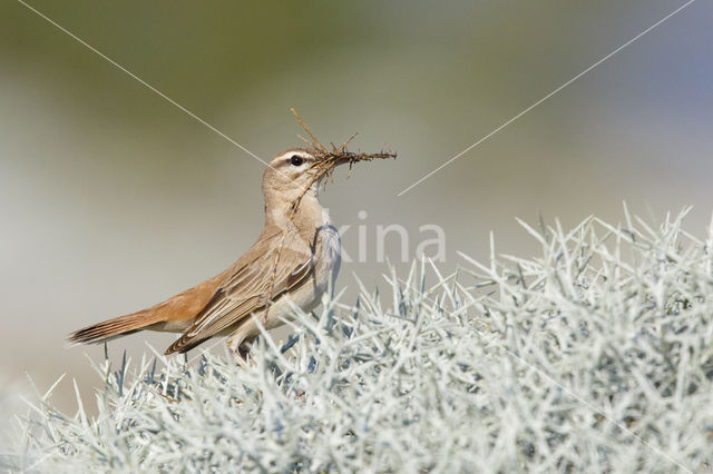 Rufous-tailed Scrub-Robin (Erythropygia galactotes)