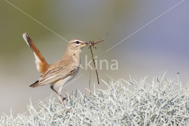 Rufous-tailed Scrub-Robin (Erythropygia galactotes)