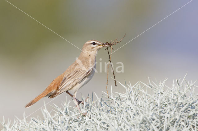 Rufous-tailed Scrub-Robin (Erythropygia galactotes)