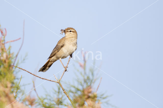 Rufous-tailed Scrub-Robin (Erythropygia galactotes)