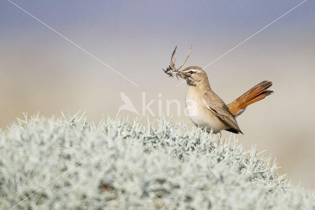 Rufous-tailed Scrub-Robin (Erythropygia galactotes)