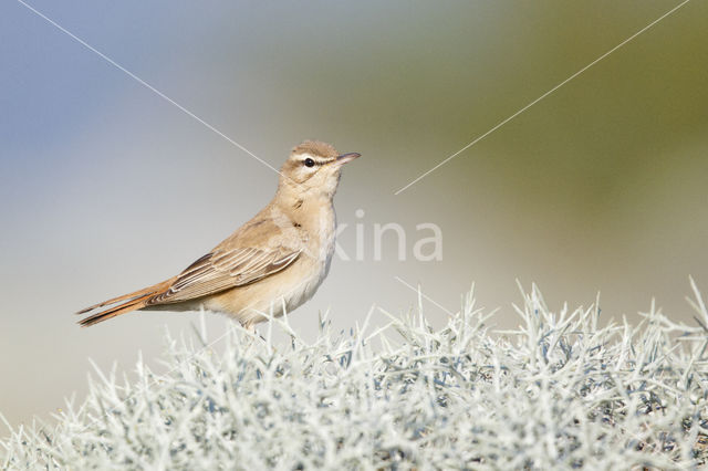 Rosse Waaierstaart (Erythropygia galactotes)