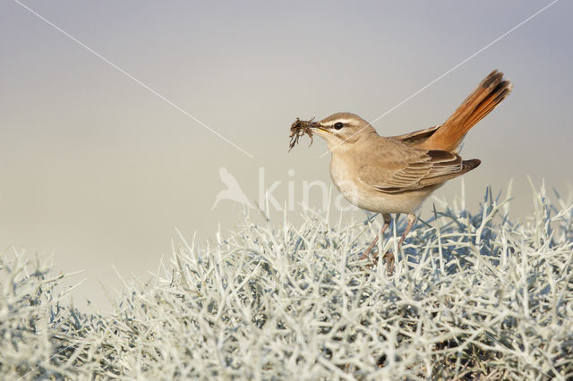 Rufous-tailed Scrub-Robin (Erythropygia galactotes)