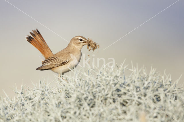 Rufous-tailed Scrub-Robin (Erythropygia galactotes)