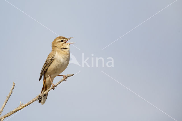 Rufous-tailed Scrub-Robin (Erythropygia galactotes)