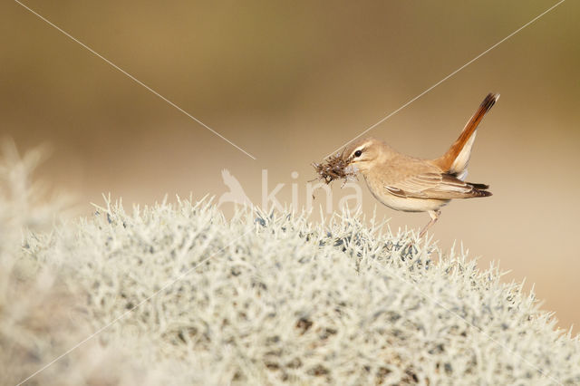 Rosse Waaierstaart (Erythropygia galactotes)