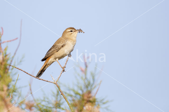 Rufous-tailed Scrub-Robin (Erythropygia galactotes)