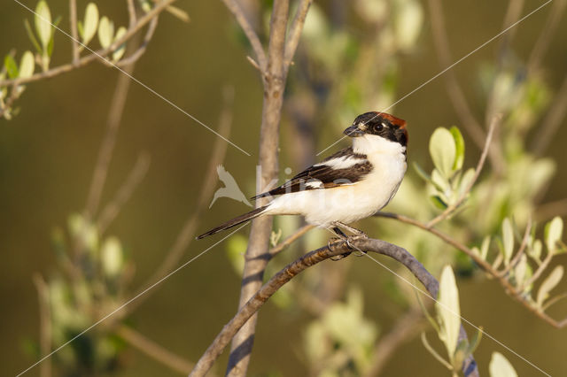 Woodchat Shrike (Lanius senator)