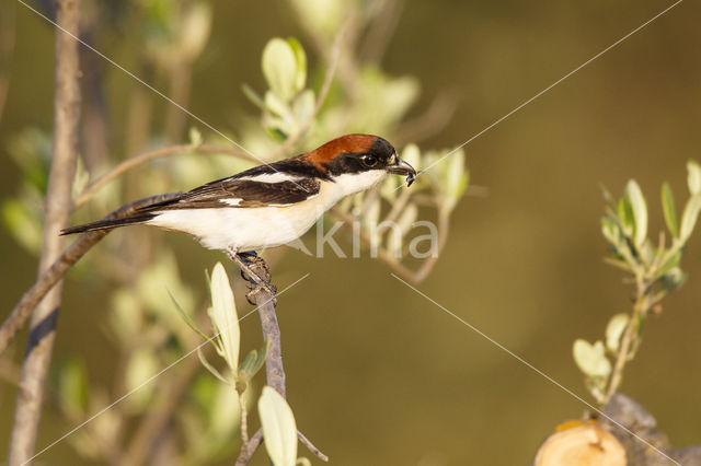 Woodchat Shrike (Lanius senator)