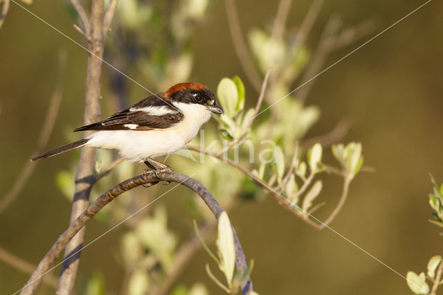 Woodchat Shrike (Lanius senator)