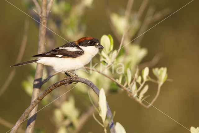 Woodchat Shrike (Lanius senator)