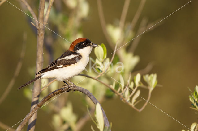 Woodchat Shrike (Lanius senator)