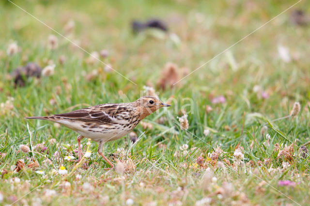 Roodkeelpieper (Anthus cervinus)