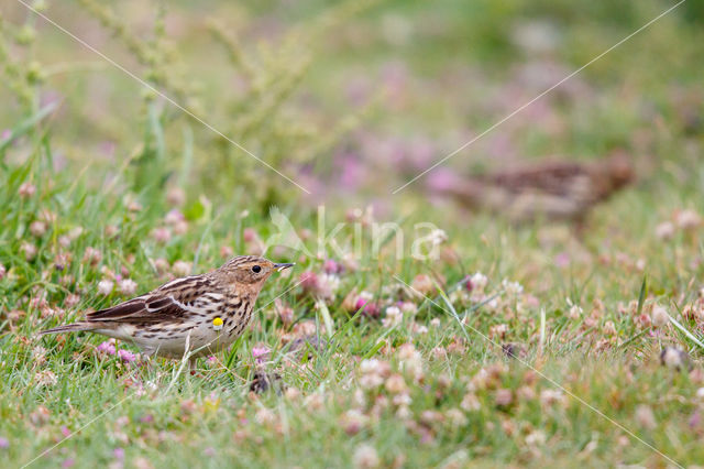 Red-throated Pipit (Anthus cervinus)