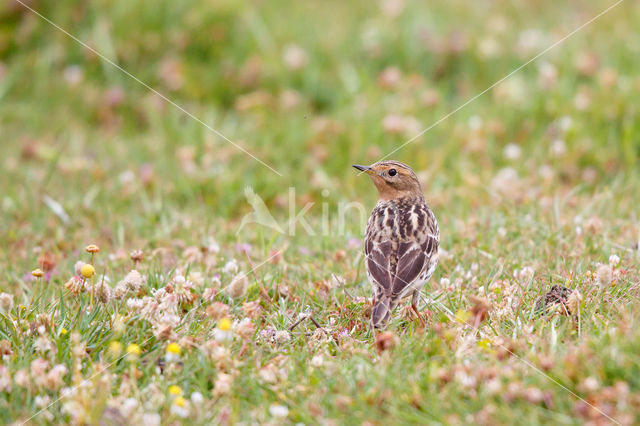 Red-throated Pipit (Anthus cervinus)