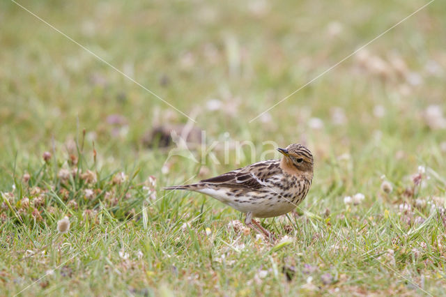 Red-throated Pipit (Anthus cervinus)