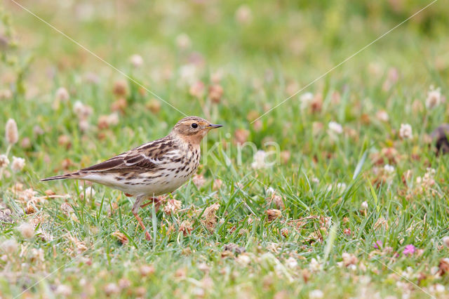 Roodkeelpieper (Anthus cervinus)