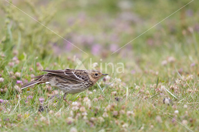 Red-throated Pipit (Anthus cervinus)