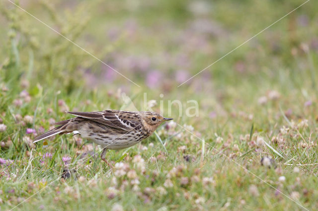 Roodkeelpieper (Anthus cervinus)