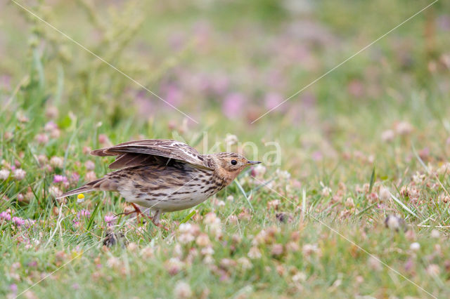 Roodkeelpieper (Anthus cervinus)