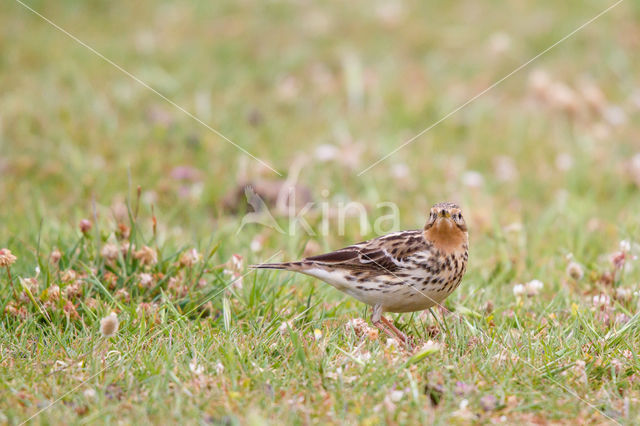 Red-throated Pipit (Anthus cervinus)