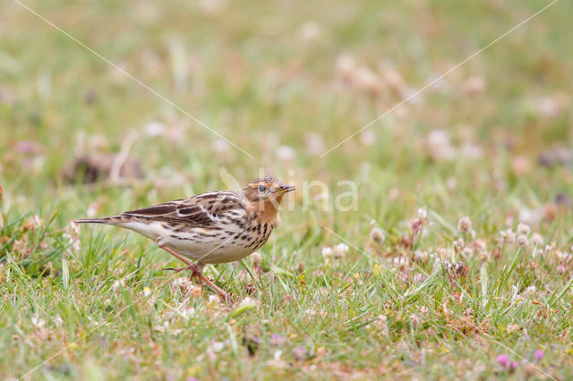 Red-throated Pipit (Anthus cervinus)