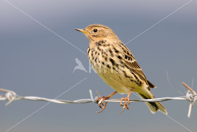 Red-throated Pipit (Anthus cervinus)