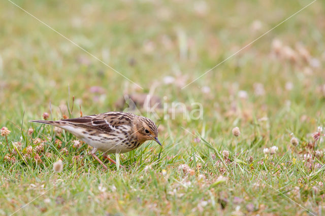 Roodkeelpieper (Anthus cervinus)