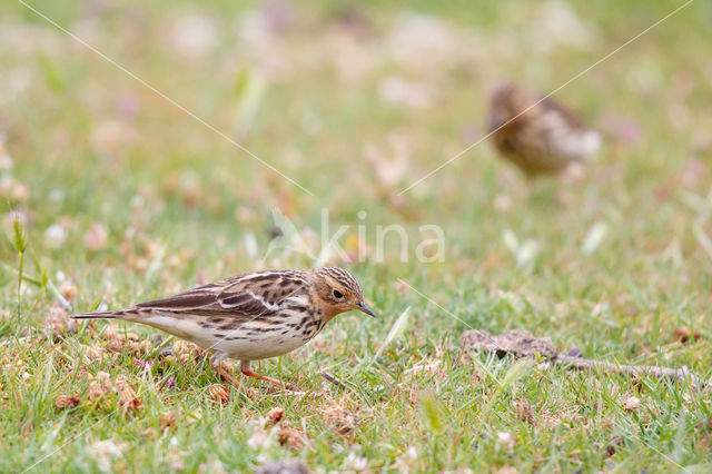 Red-throated Pipit (Anthus cervinus)