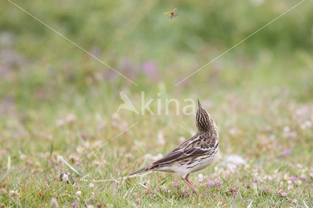 Red-throated Pipit (Anthus cervinus)