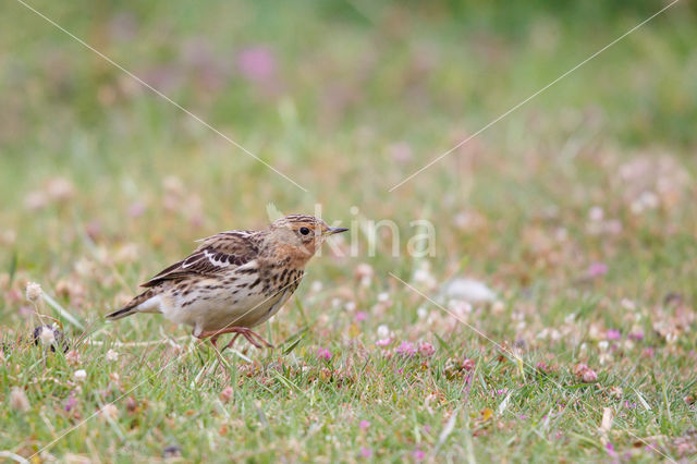 Red-throated Pipit (Anthus cervinus)