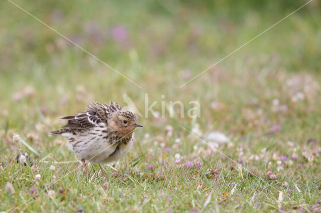 Red-throated Pipit (Anthus cervinus)