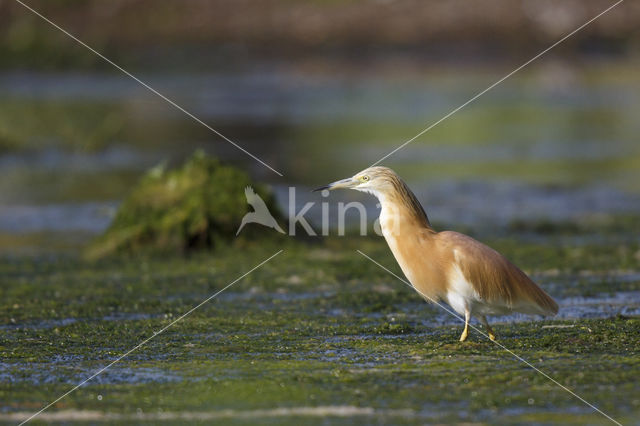 Squacco Heron (Ardeola ralloides)