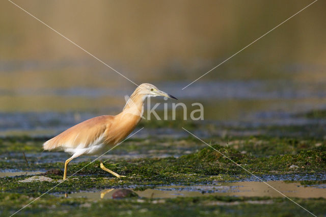 Squacco Heron (Ardeola ralloides)