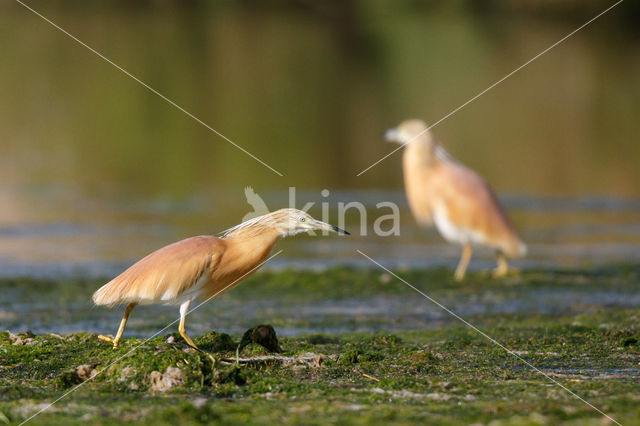 Squacco Heron (Ardeola ralloides)