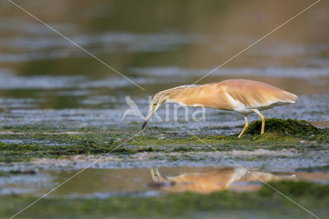 Squacco Heron (Ardeola ralloides)